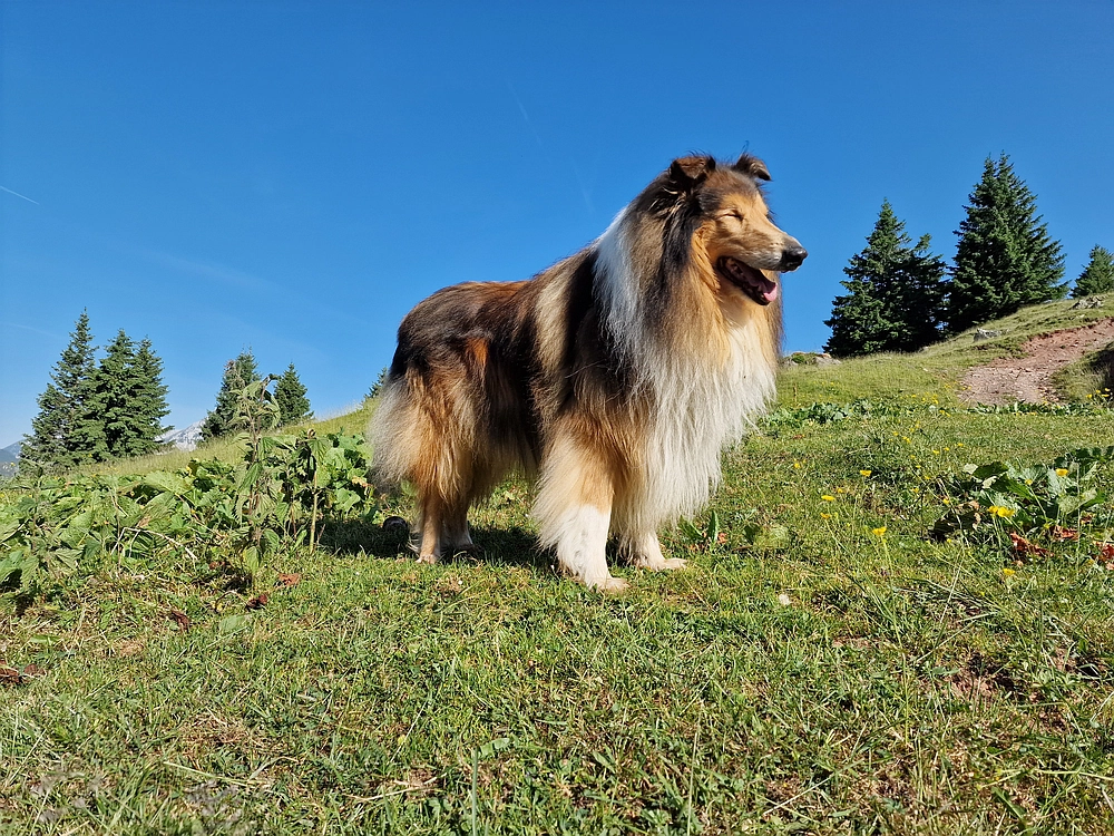 Slika je vidna v Google Chromu.