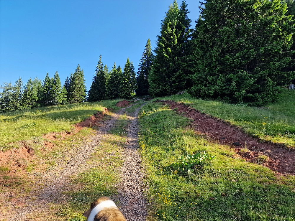 Slika je vidna v Google Chromu.