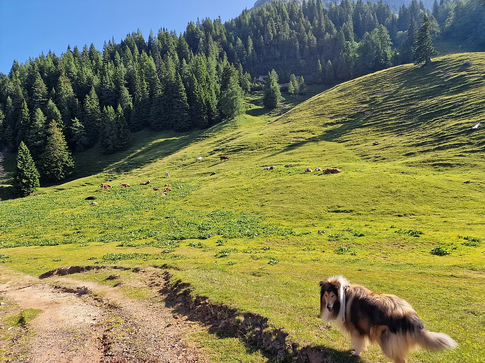 Slika je vidna v Google Chromu.