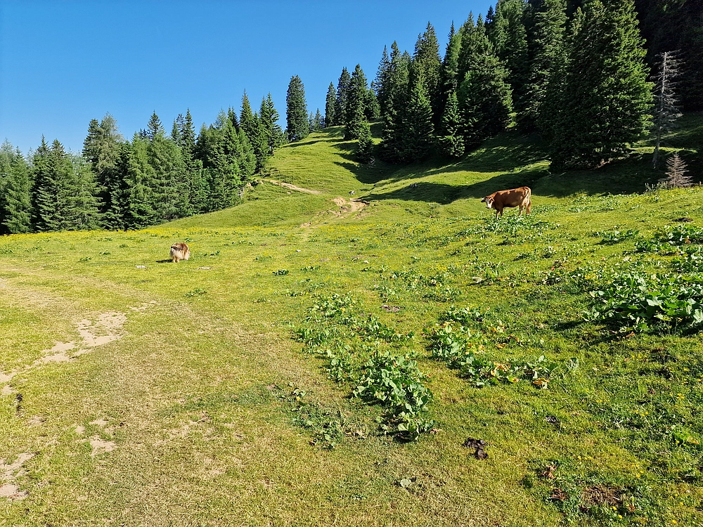 Slika je vidna v Google Chromu.