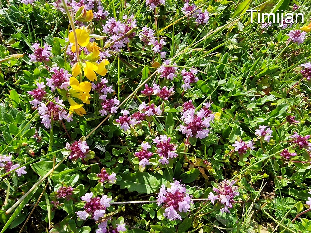 Slika je vidna v Google Chromu.