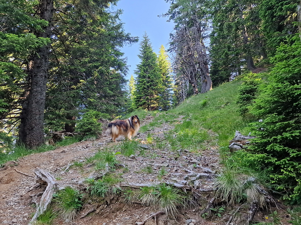Slika je vidna v Google Chromu.
