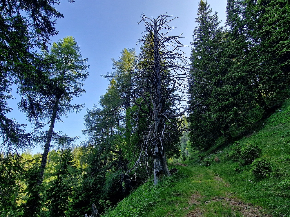 Slika je vidna v Google Chromu.