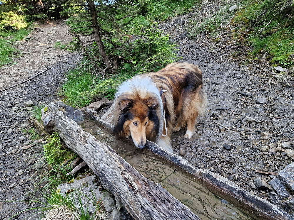 Slika je vidna v Google Chromu.