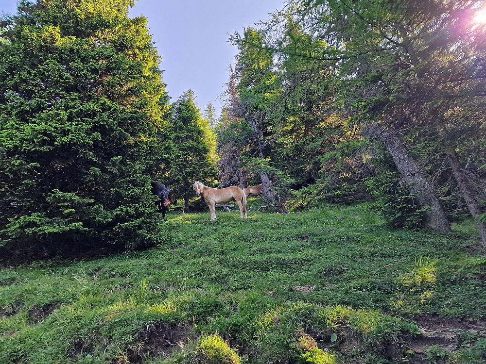 Slika je vidna v Google Chromu.