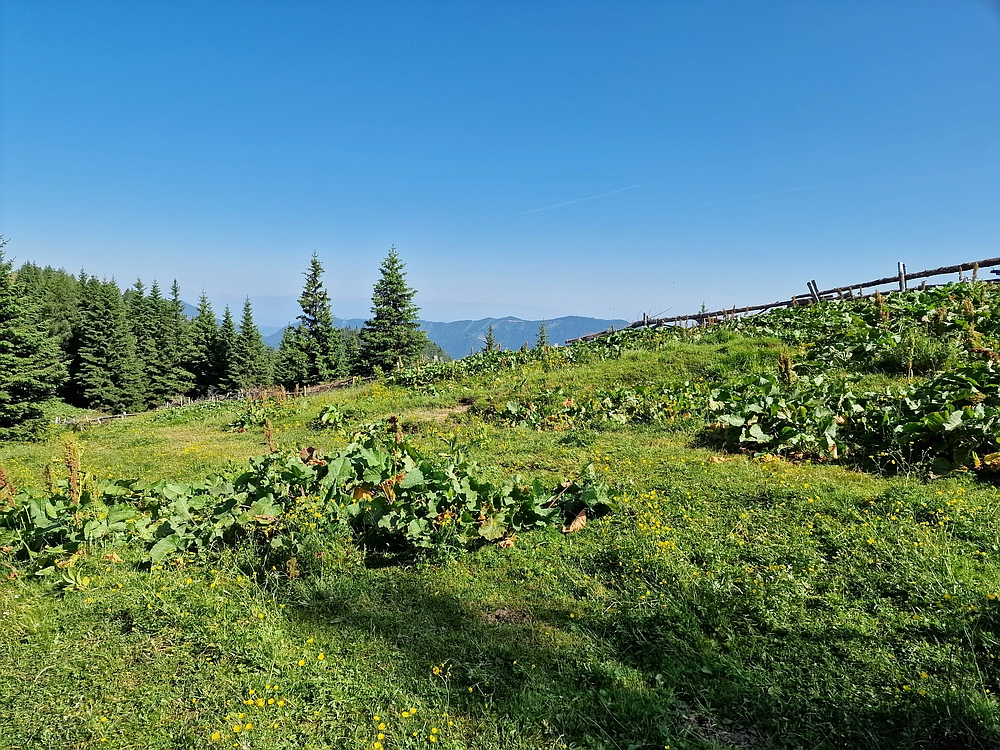 Slika je vidna v Google Chromu.