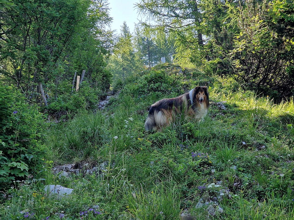 Slika je vidna v Google Chromu.