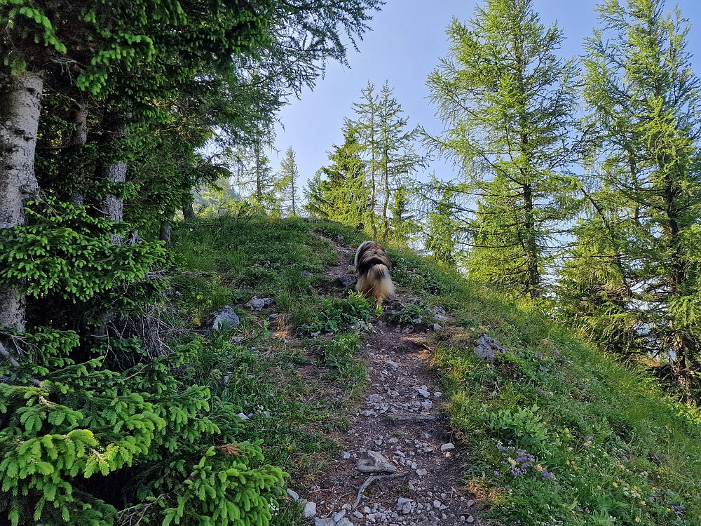 Slika je vidna v Google Chromu.