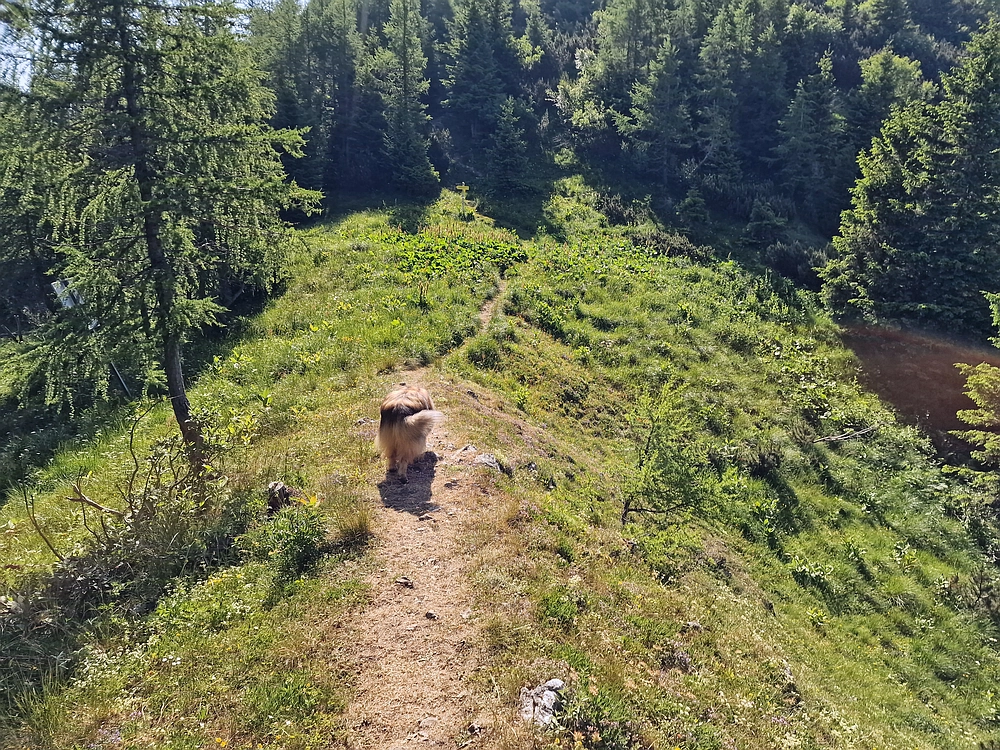 Slika je vidna v Google Chromu.