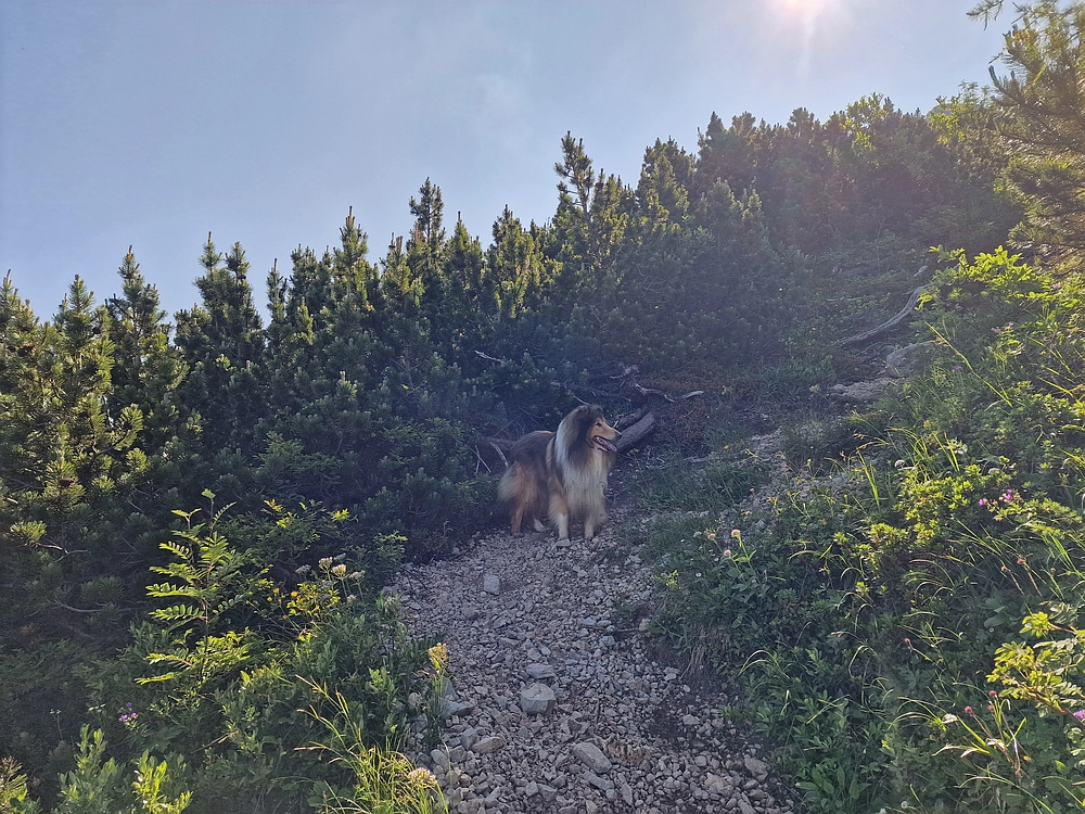 Slika je vidna v Google Chromu.