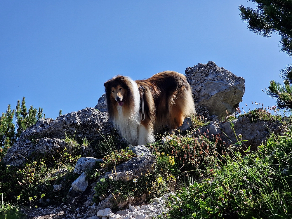 Slika je vidna v Google Chromu.