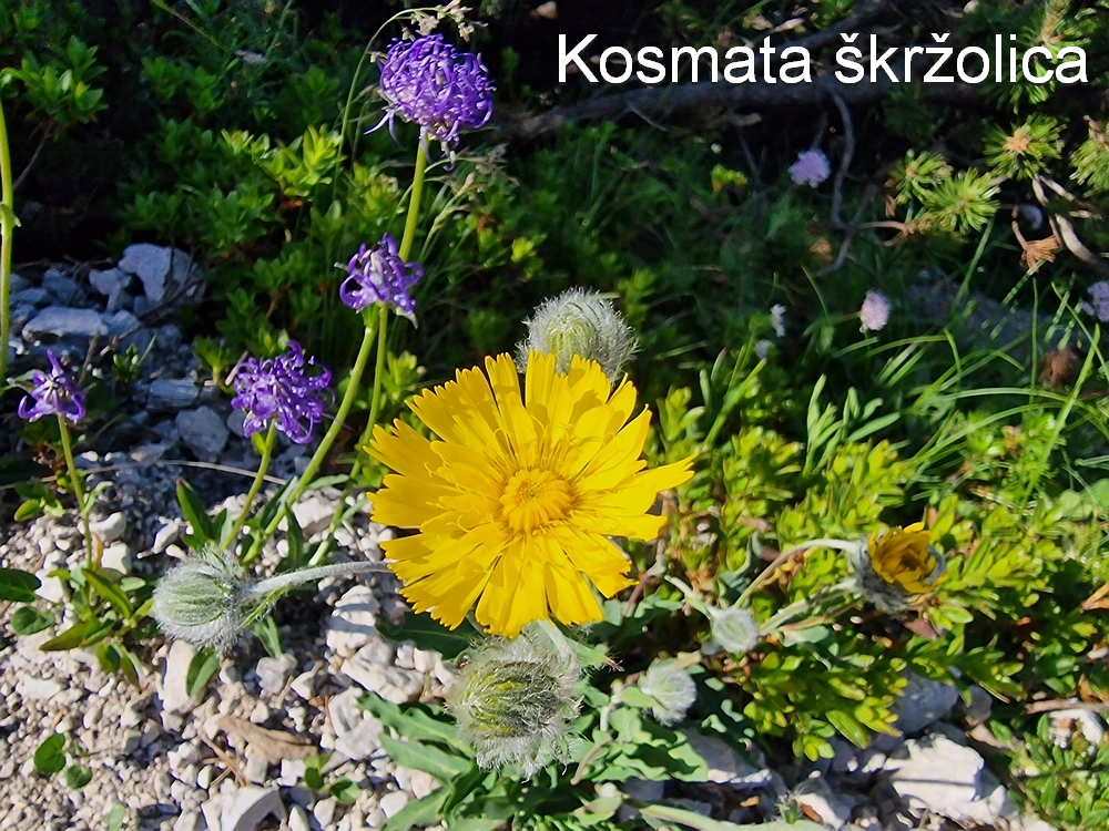 Slika je vidna v Google Chromu.