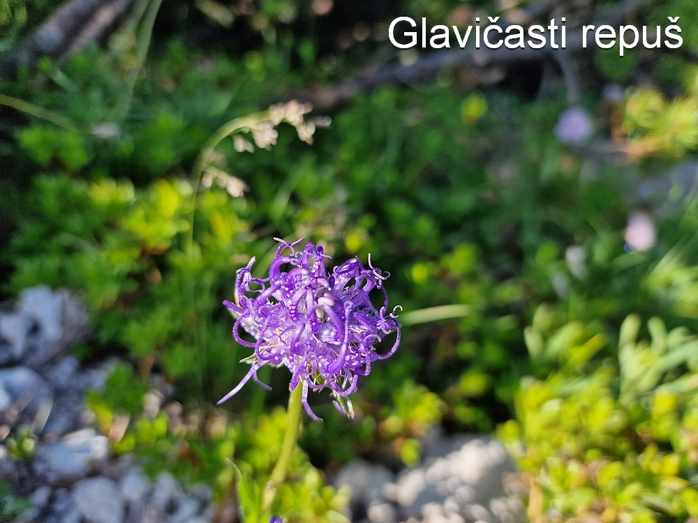 Slika je vidna v Google Chromu.