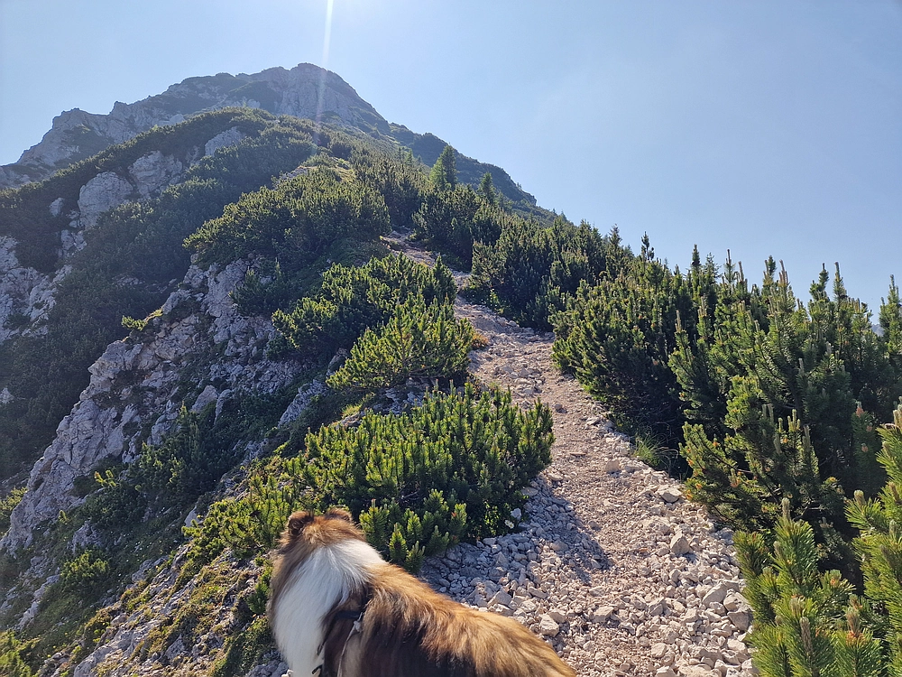 Slika je vidna v Google Chromu.