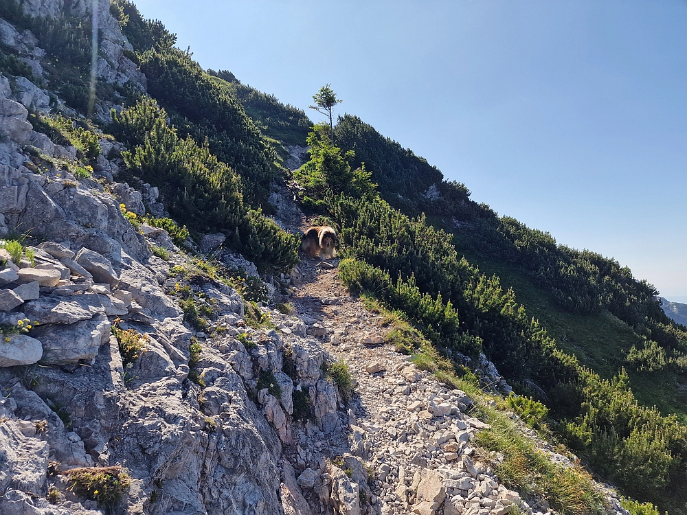 Slika je vidna v Google Chromu.