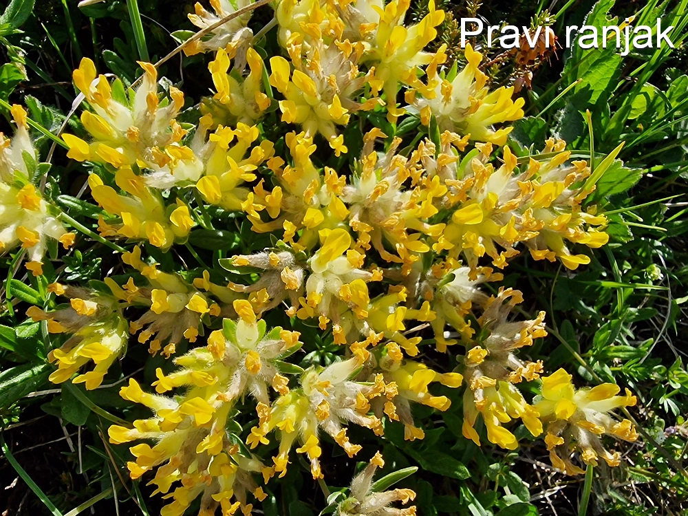 Slika je vidna v Google Chromu.