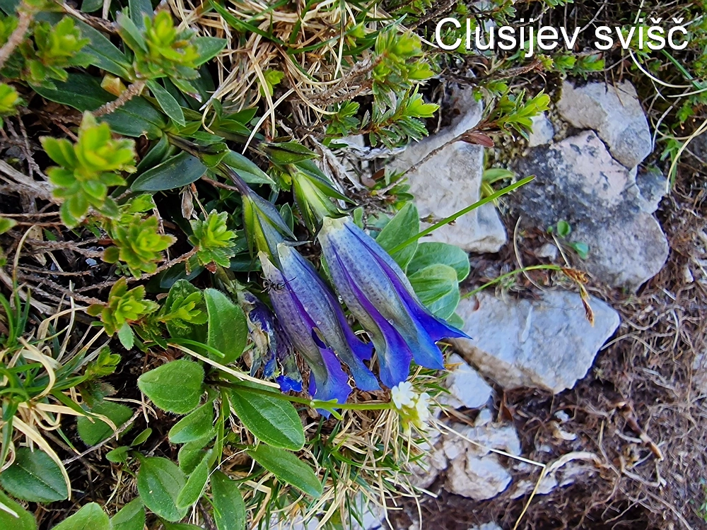 Slika je vidna v Google Chromu.