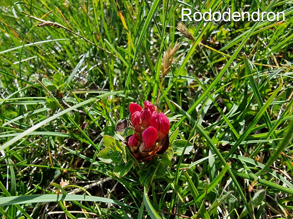 Slika je vidna v Google Chromu.