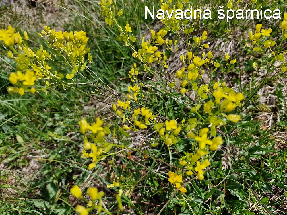 Slika je vidna v Google Chromu.