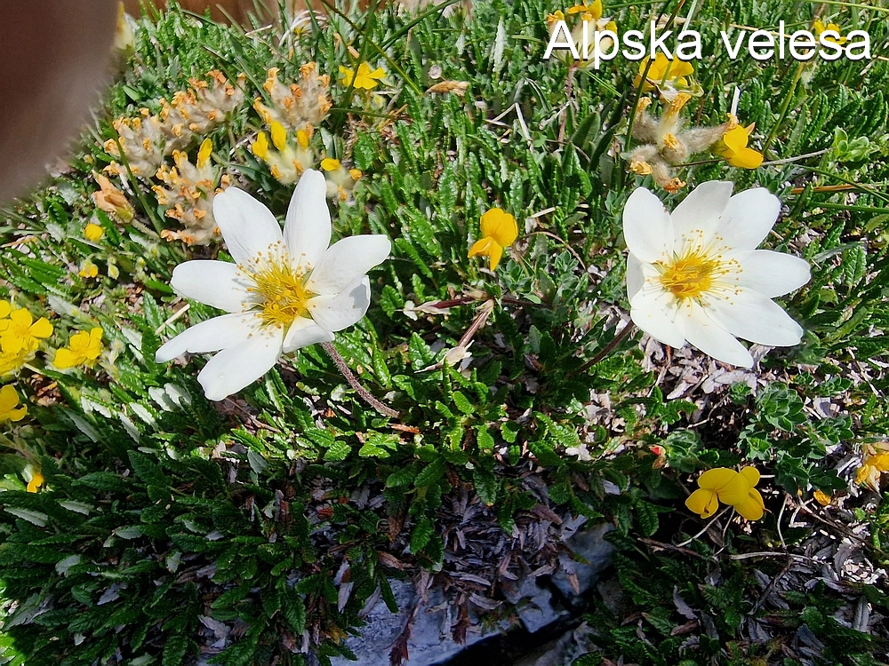 Slika je vidna v Google Chromu.