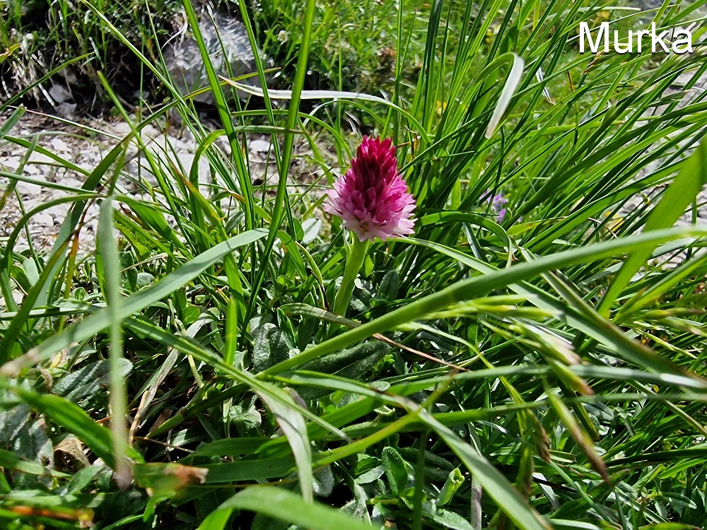 Slika je vidna v Google Chromu.