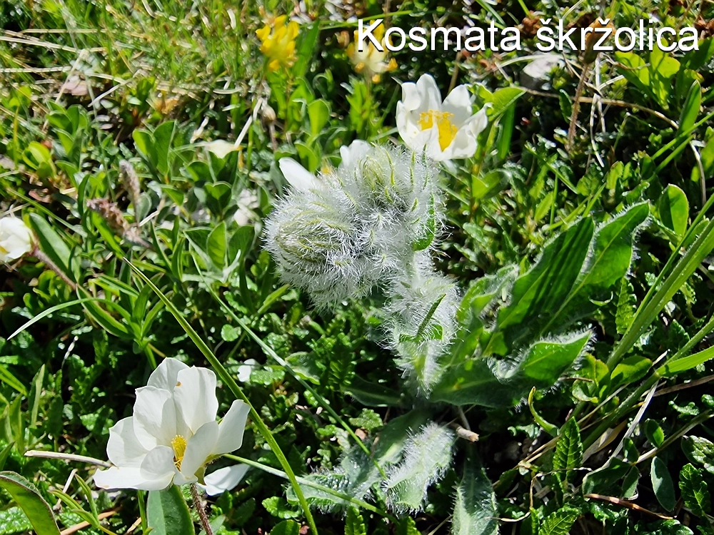 Slika je vidna v Google Chromu.
