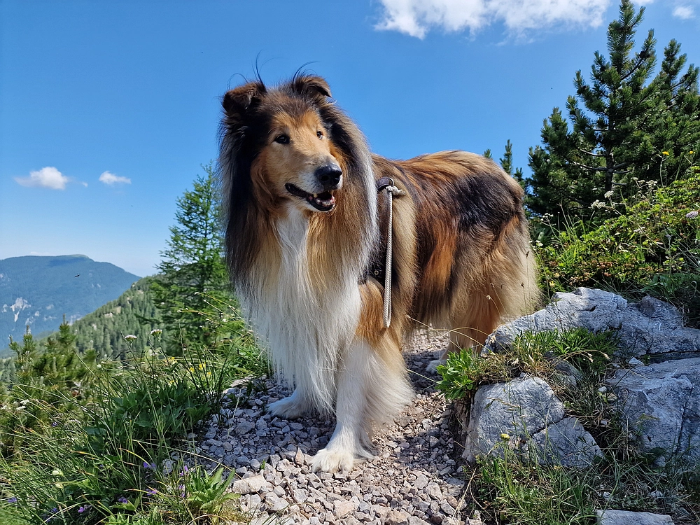 Slika je vidna v Google Chromu.