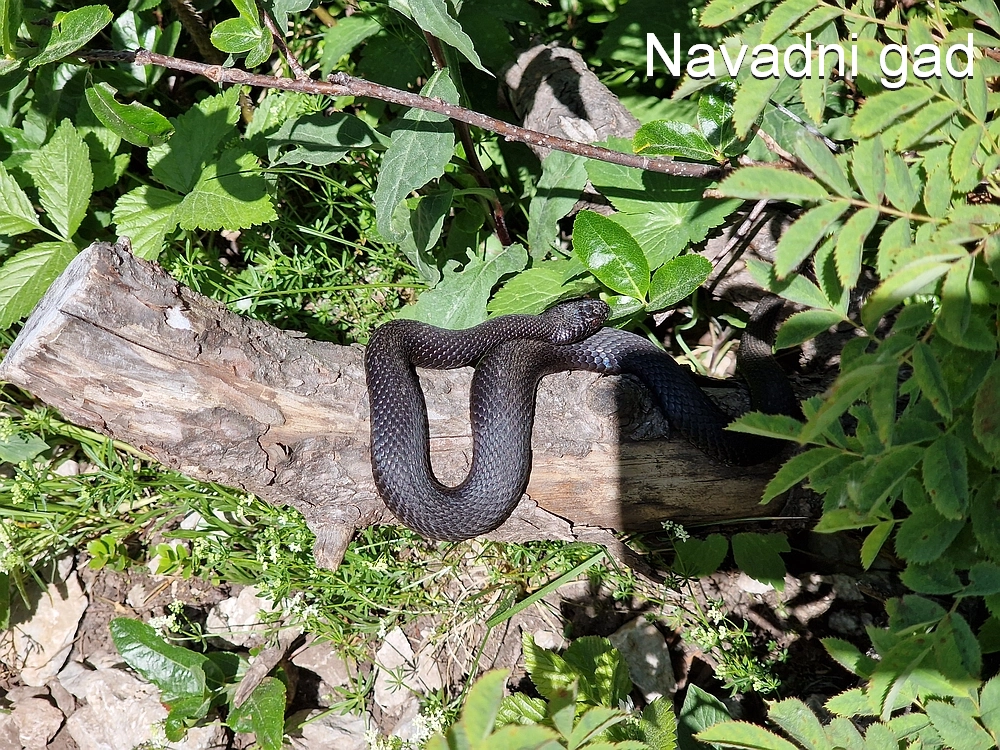 Slika je vidna v Google Chromu.