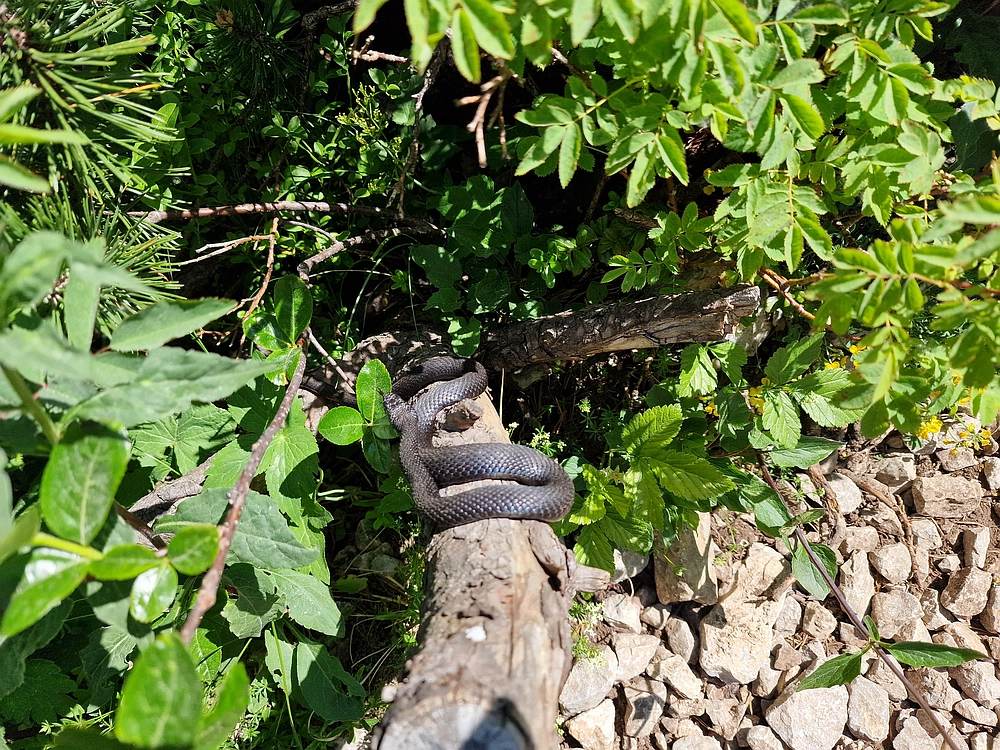 Slika je vidna v Google Chromu.