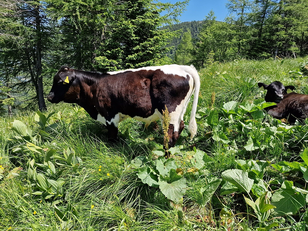 Slika je vidna v Google Chromu.