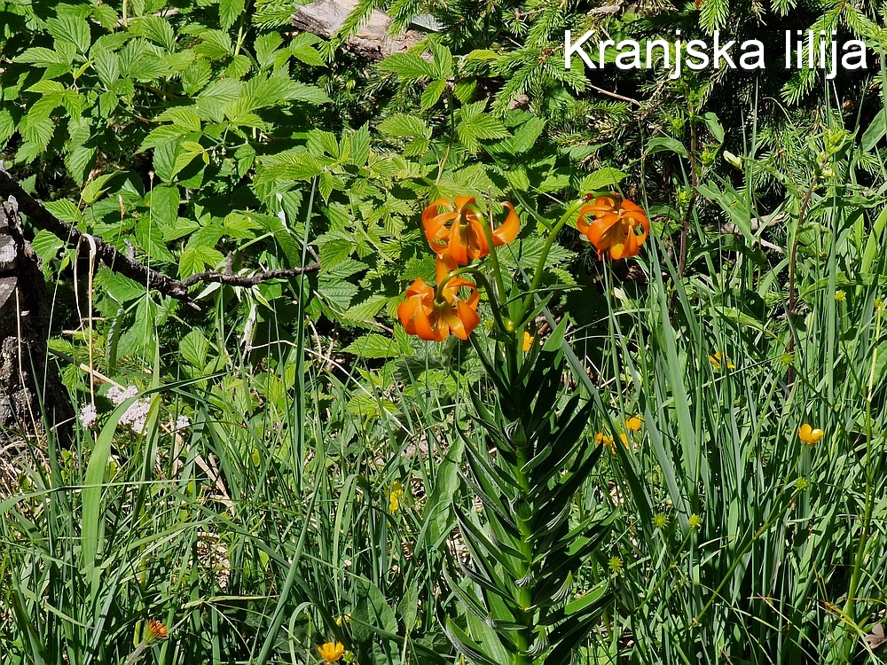 Slika je vidna v Google Chromu.