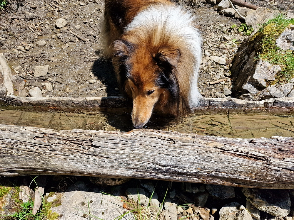 Slika je vidna v Google Chromu.