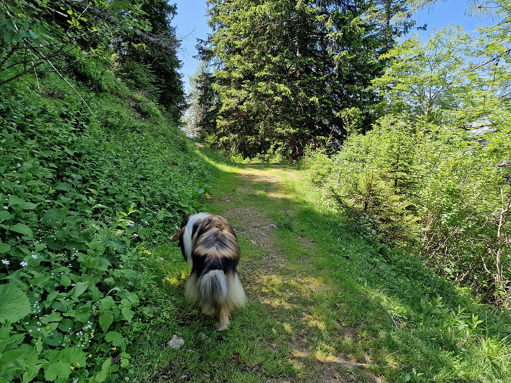 Slika je vidna v Google Chromu.