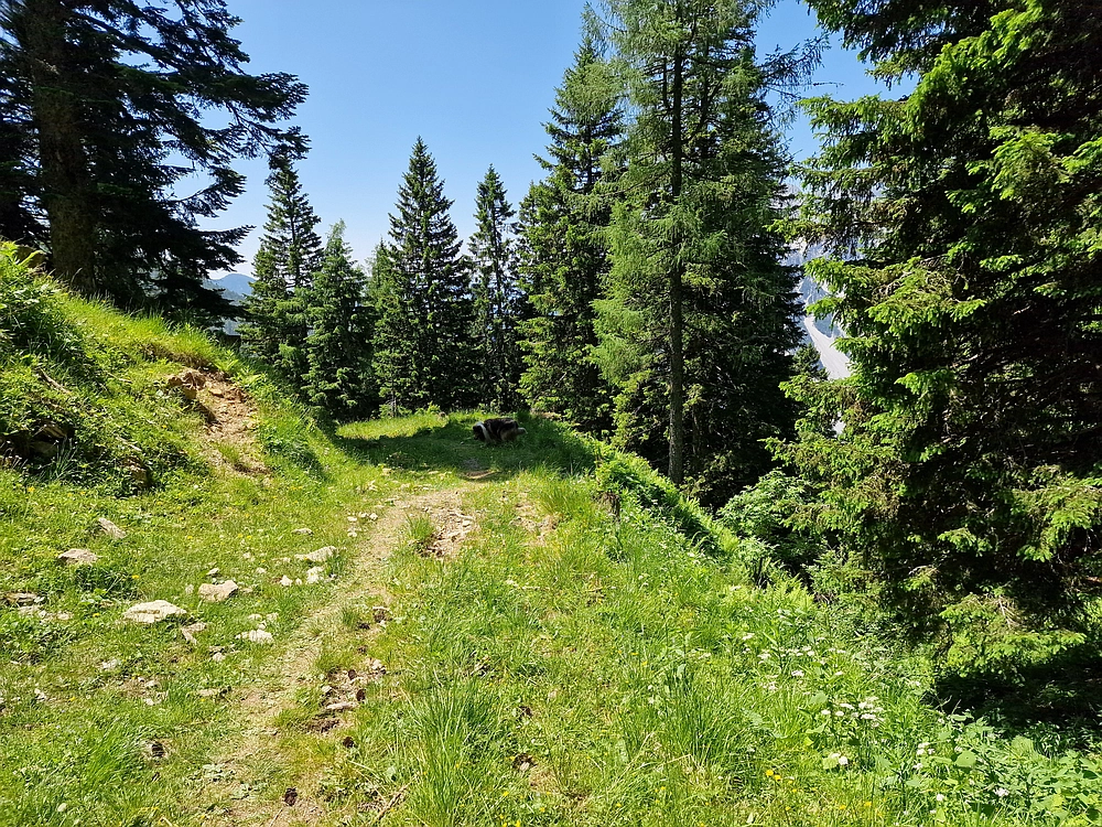 Slika je vidna v Google Chromu.