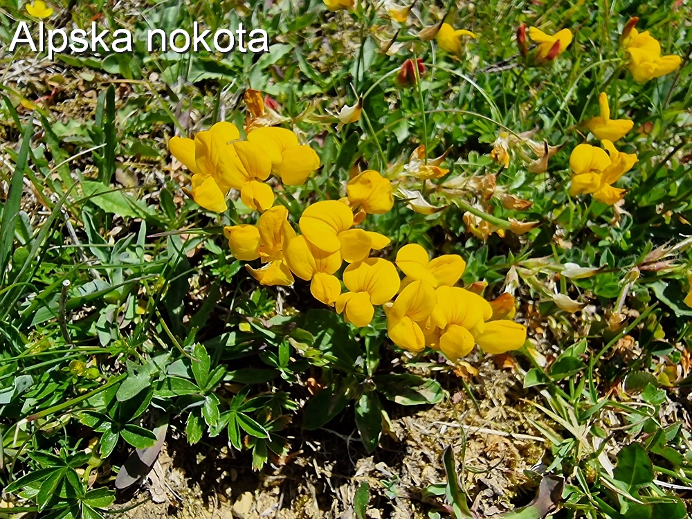 Slika je vidna v Google Chromu.