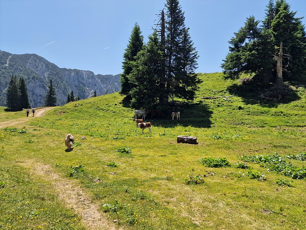 Slika je vidna v Google Chromu.