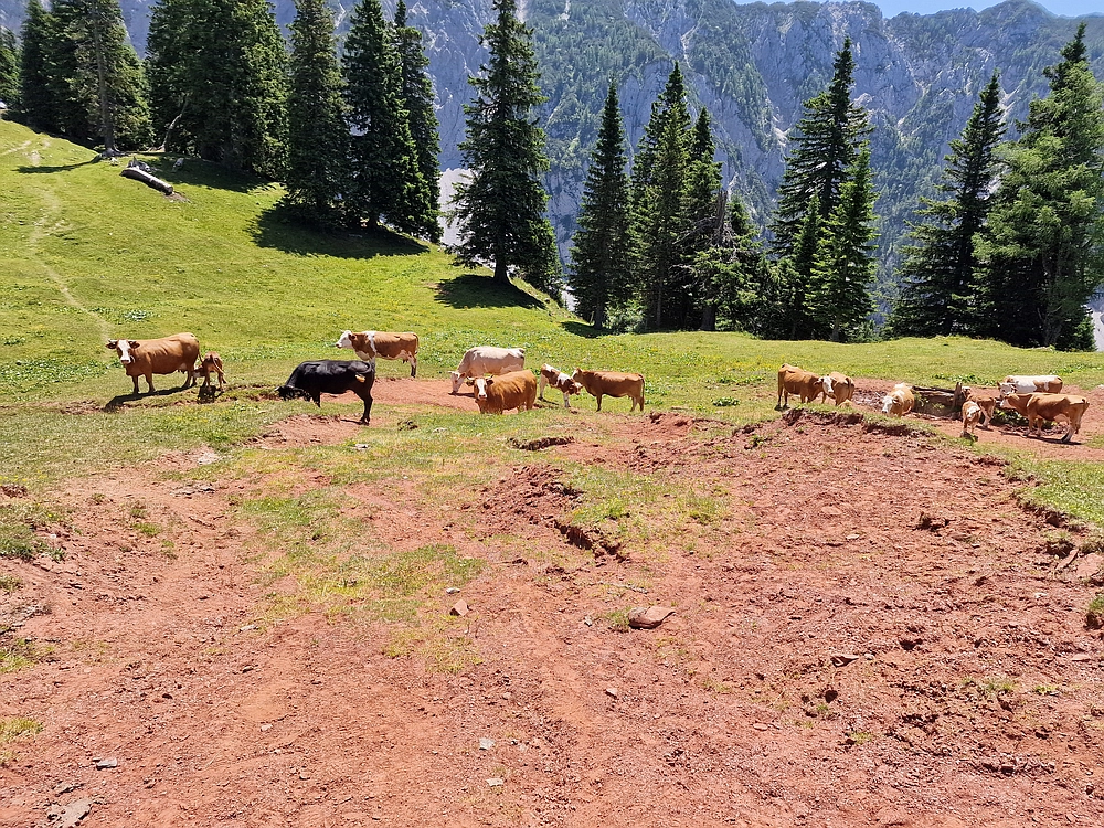 Slika je vidna v Google Chromu.