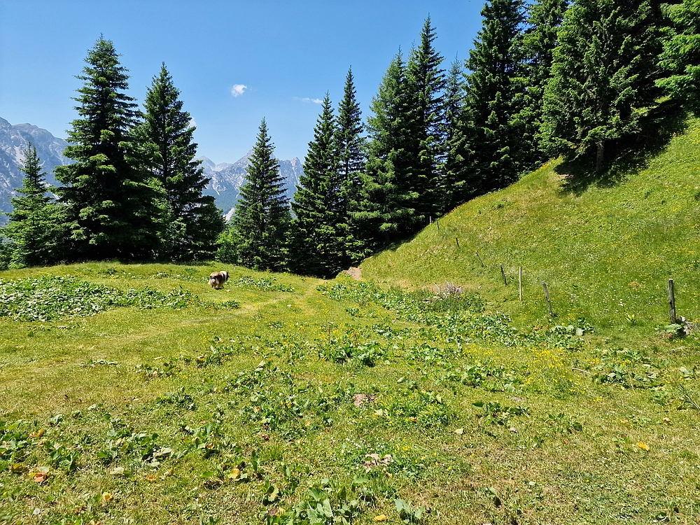 Slika je vidna v Google Chromu.