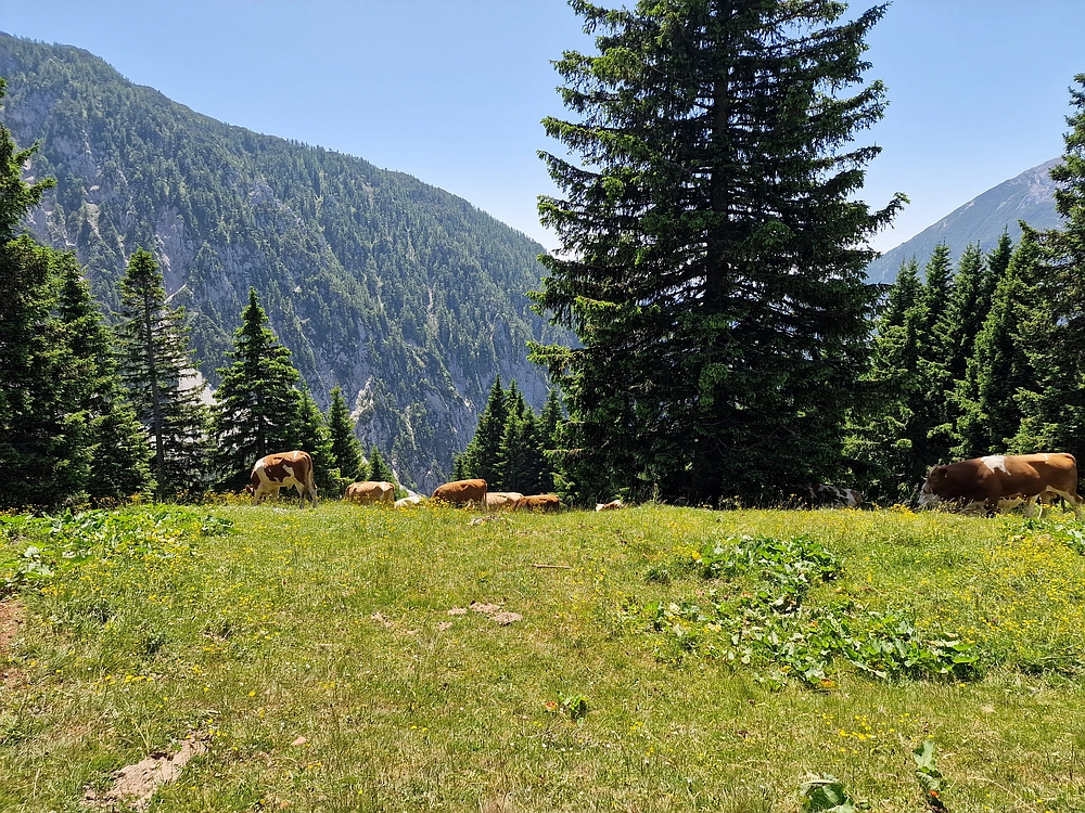 Slika je vidna v Google Chromu.