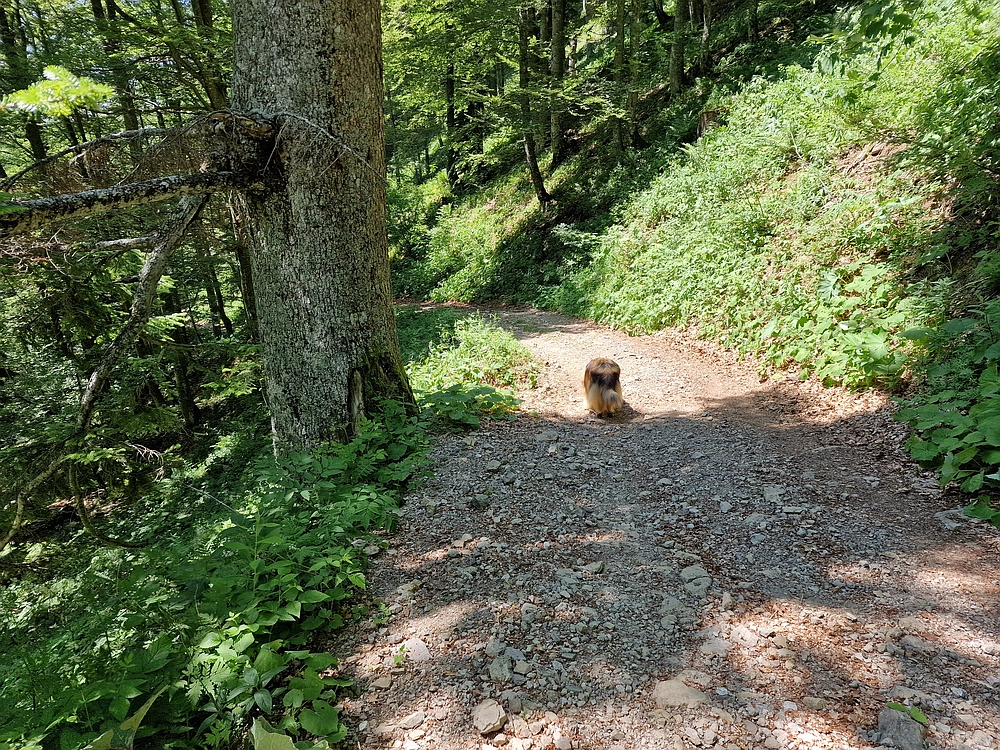 Slika je vidna v Google Chromu.