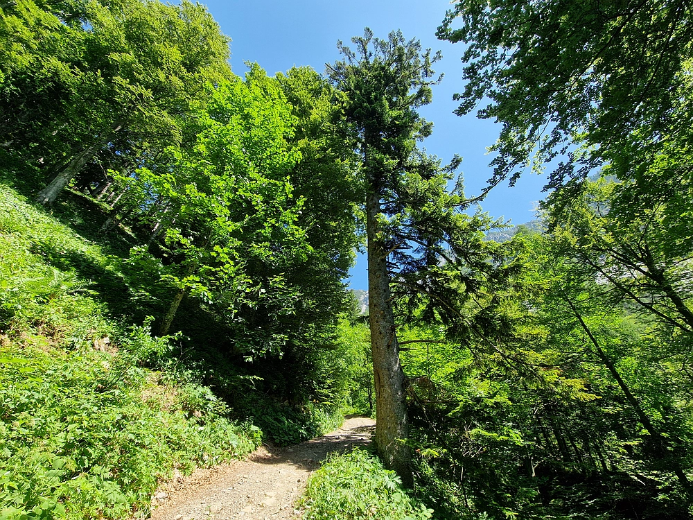 Slika je vidna v Google Chromu.