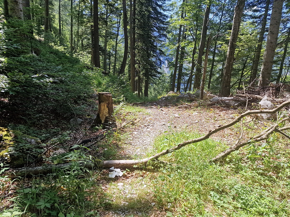 Slika je vidna v Google Chromu.