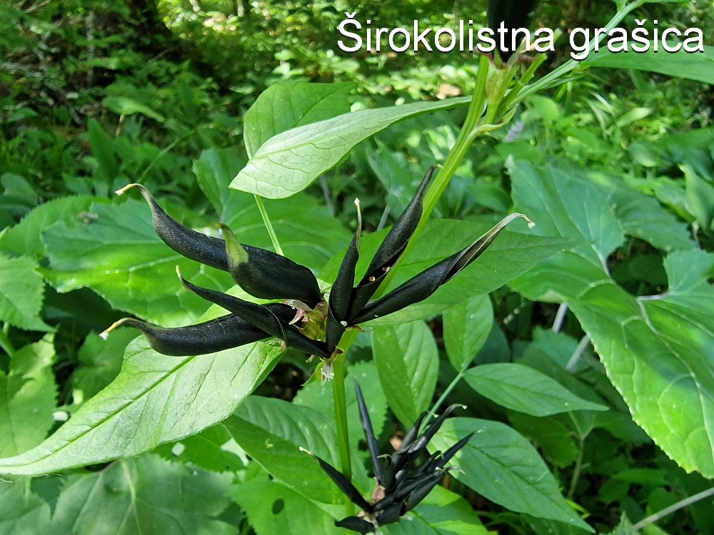 Slika je vidna v Google Chromu.