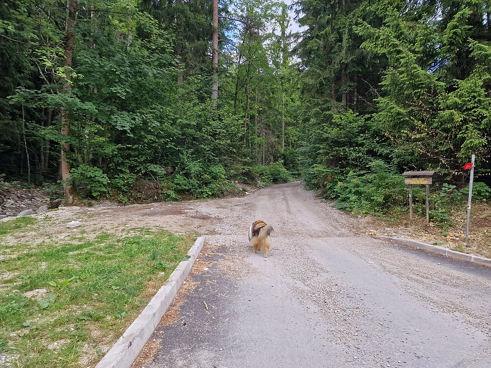 Slika je vidna v Google Chromu.