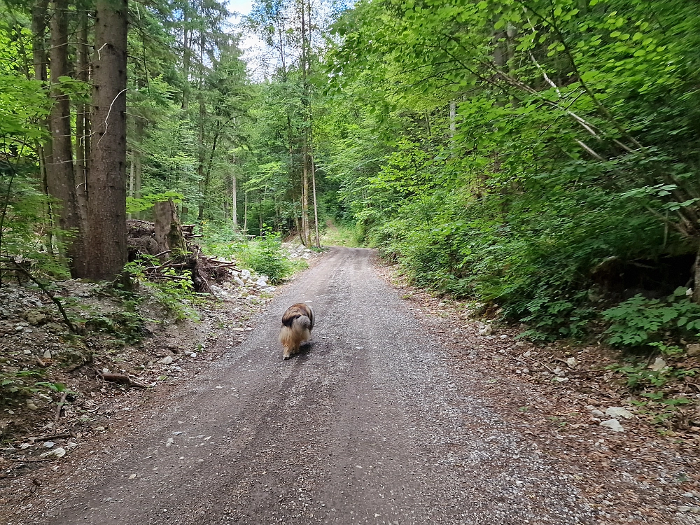 Slika je vidna v Google Chromu.