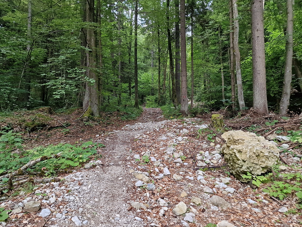 Slika je vidna v Google Chromu.