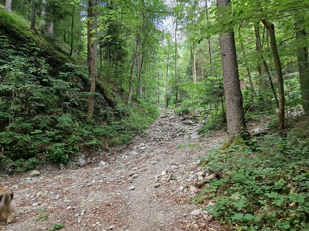 Slika je vidna v Google Chromu.