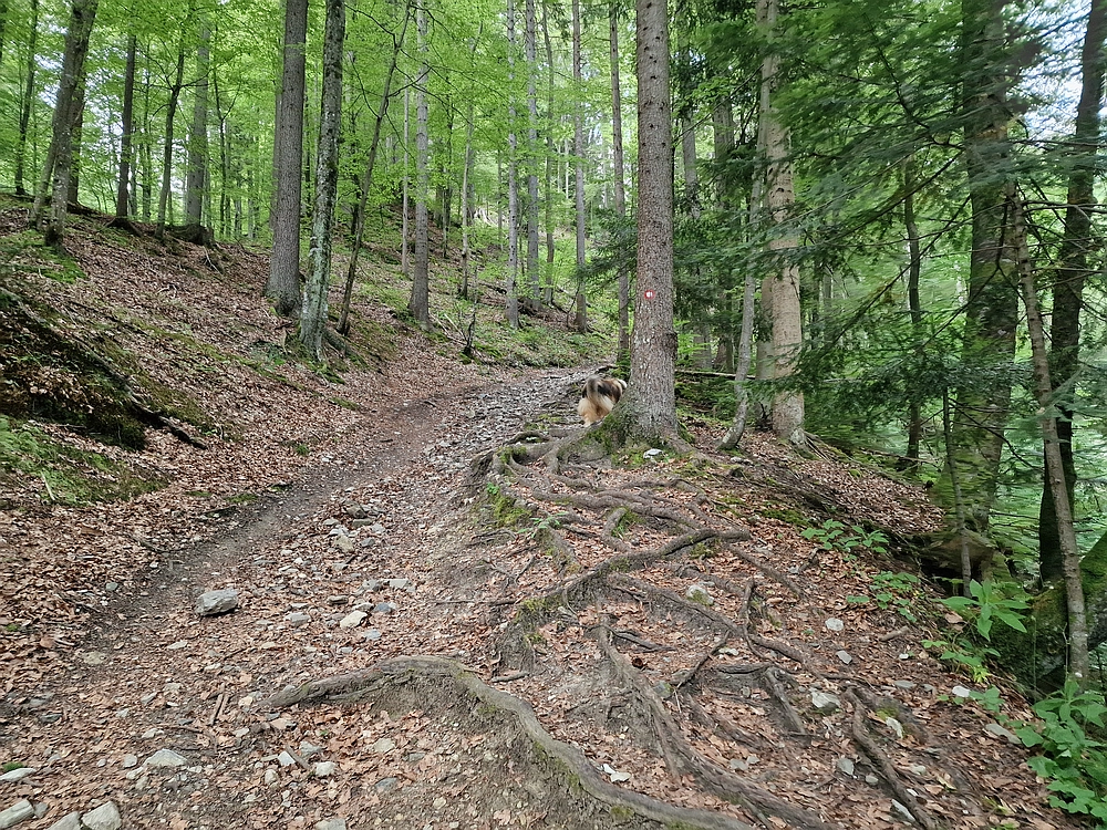 Slika je vidna v Google Chromu.