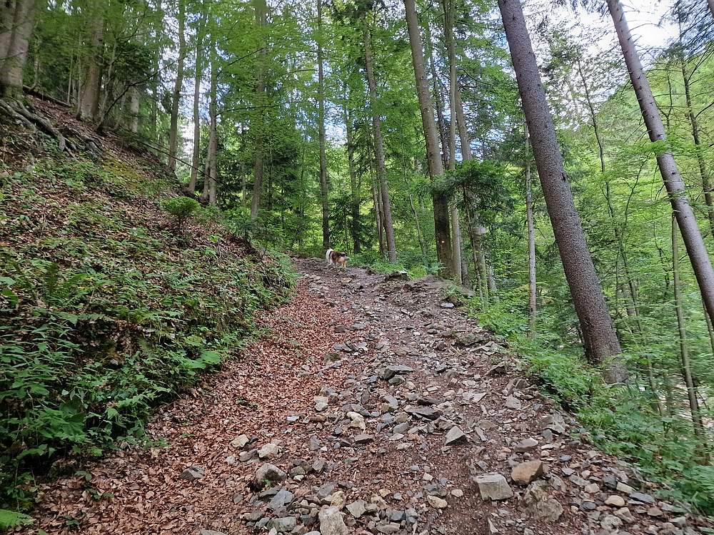 Slika je vidna v Google Chromu.