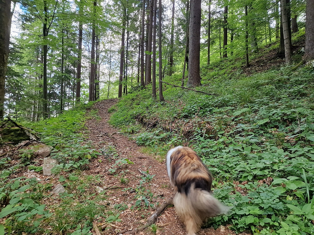 Slika je vidna v Google Chromu.